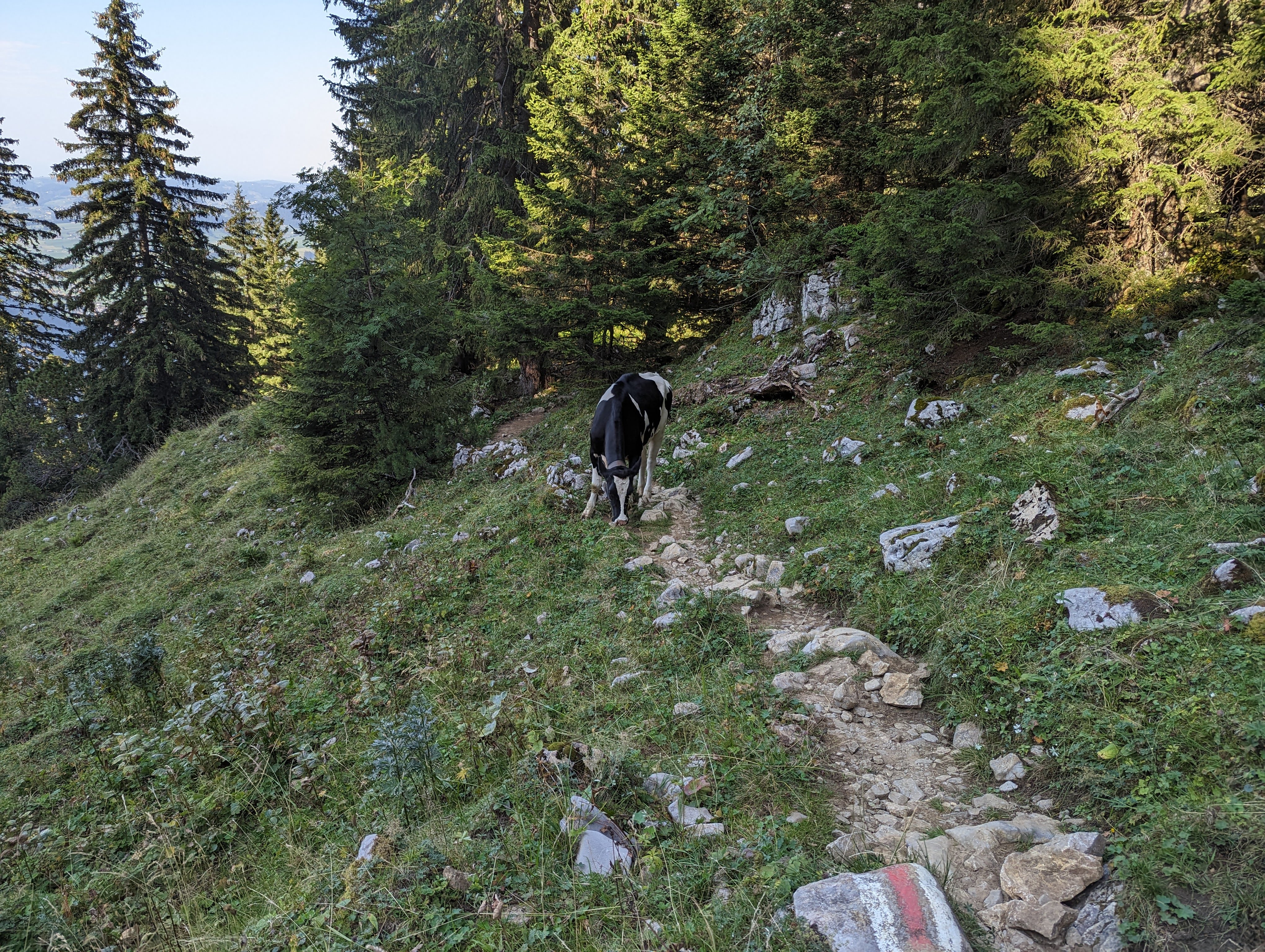 a cow on the way